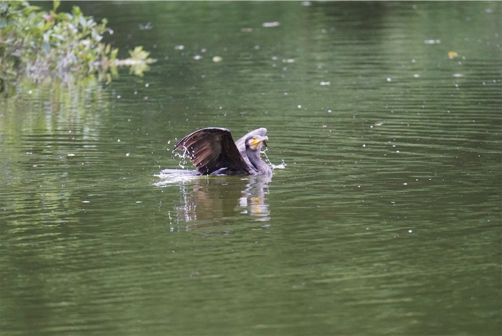 f:id:chidorimemo:20240619123955j:image