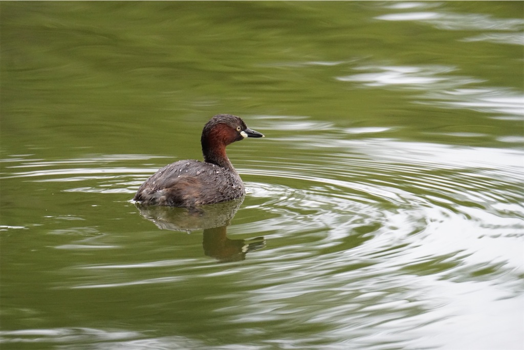 f:id:chidorimemo:20240619124004j:image