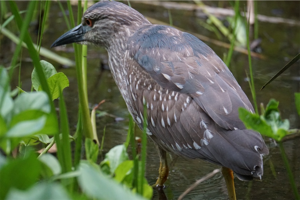 f:id:chidorimemo:20240619124006j:image