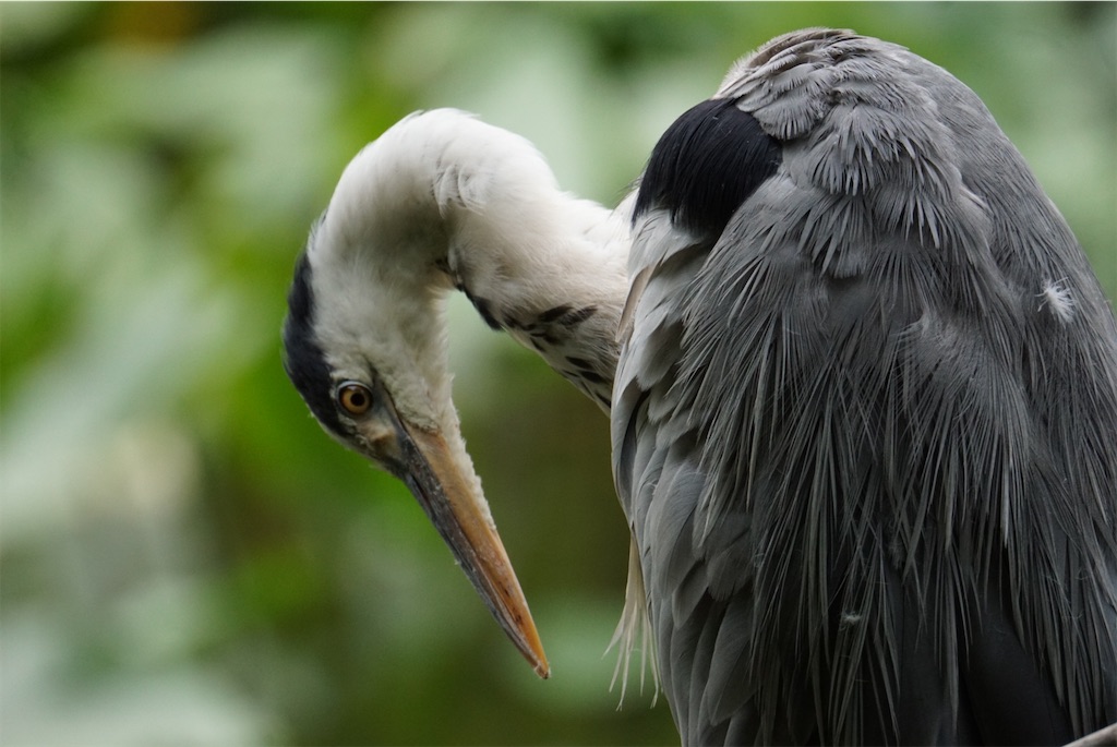 f:id:chidorimemo:20240619124009j:image