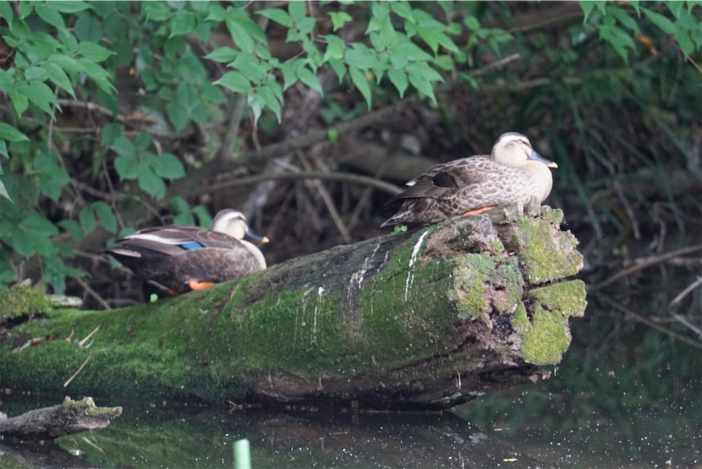 f:id:chidorimemo:20240619124011j:image