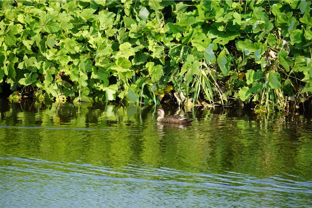 f:id:chidorimemo:20240910053018j:image