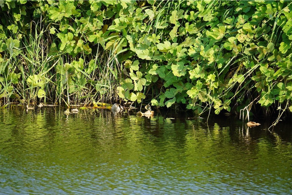 f:id:chidorimemo:20240910053026j:image