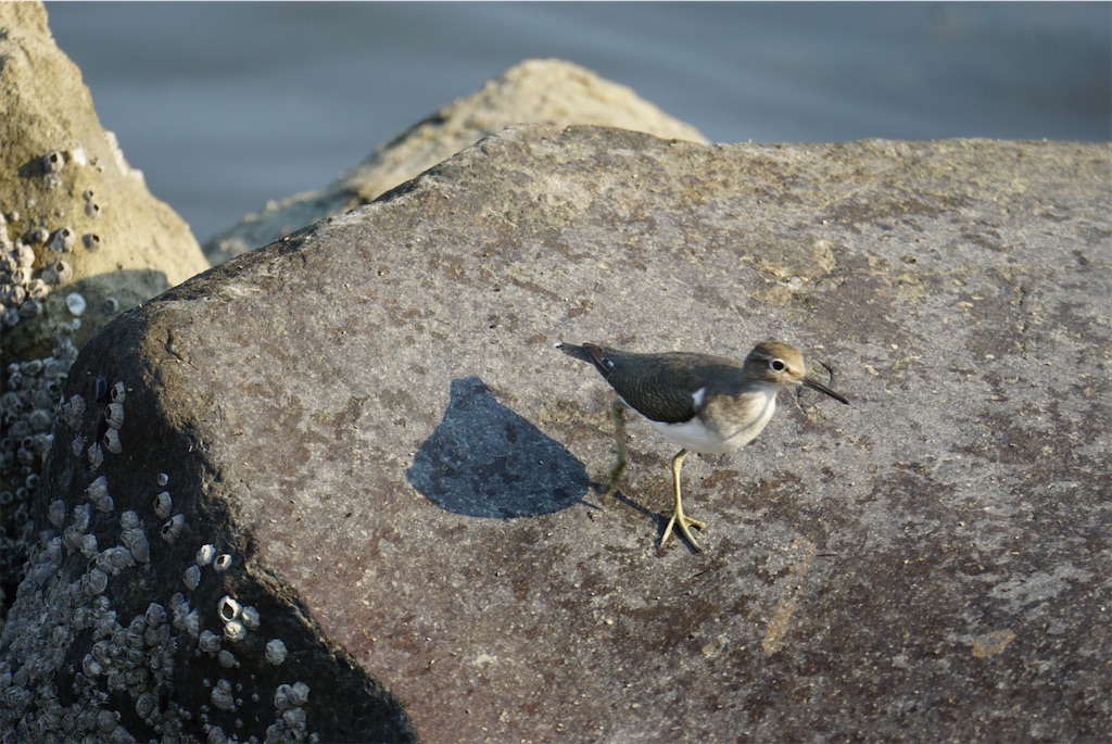 f:id:chidorimemo:20240910054330j:image