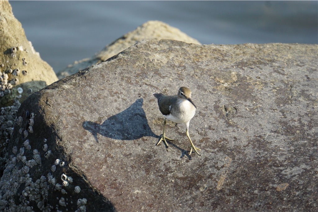 f:id:chidorimemo:20240910054346j:image