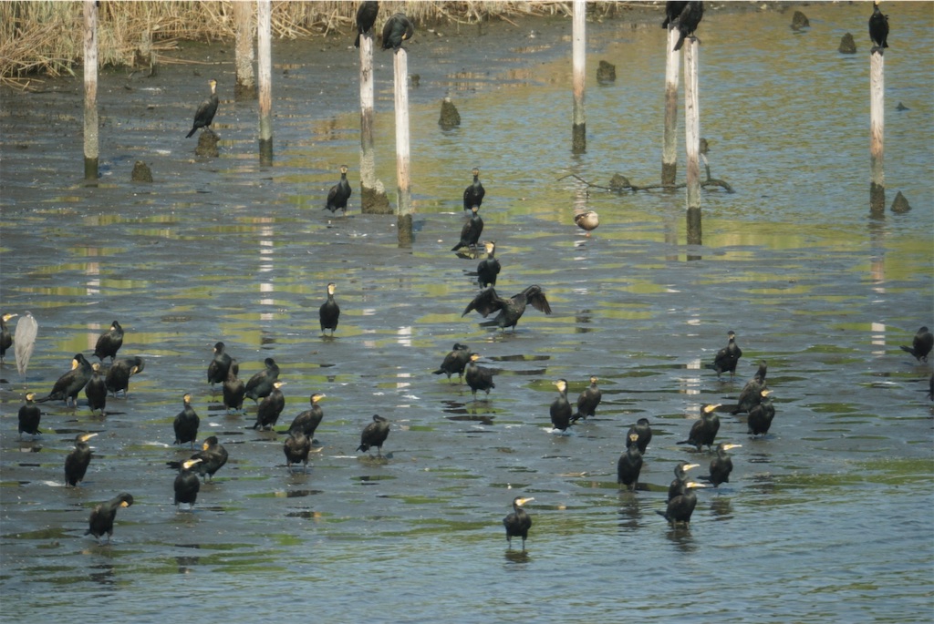 f:id:chidorimemo:20240910055111j:image