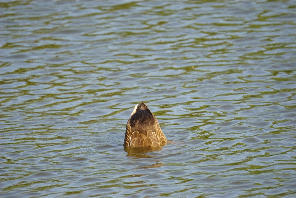 f:id:chidorimemo:20240910055119j:image