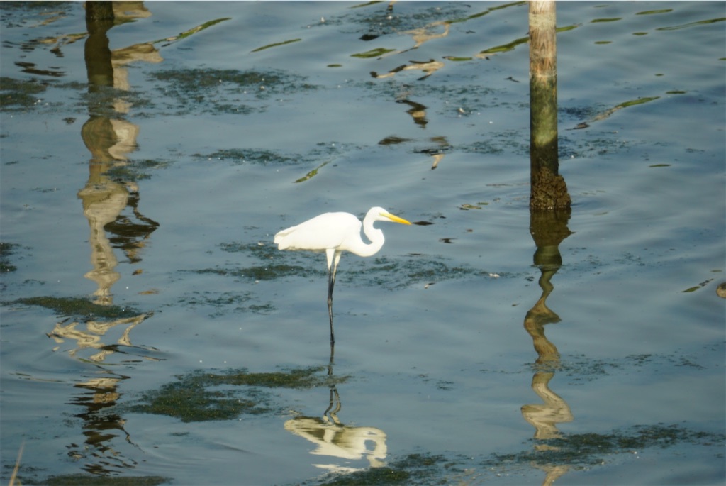 f:id:chidorimemo:20240910055122j:image