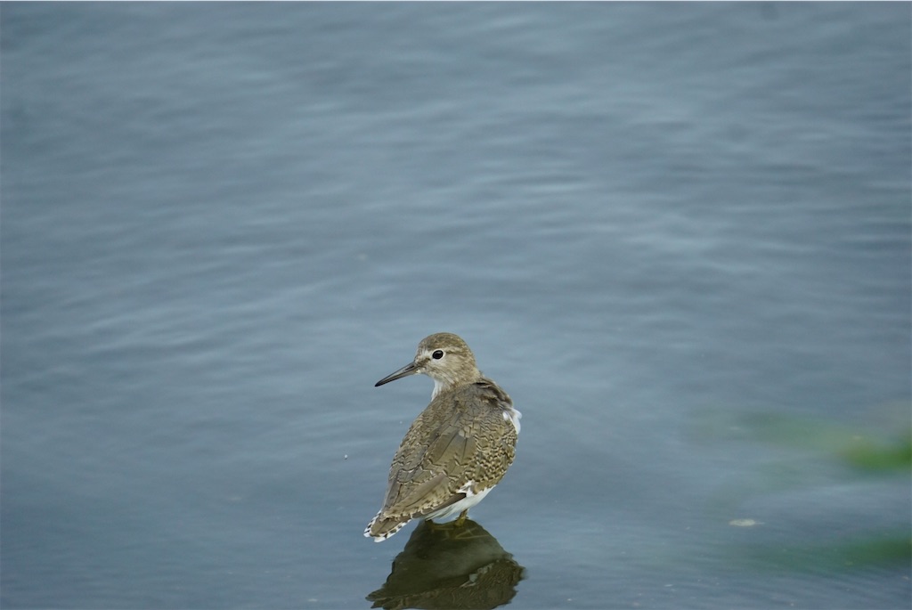 f:id:chidorimemo:20240910055125j:image