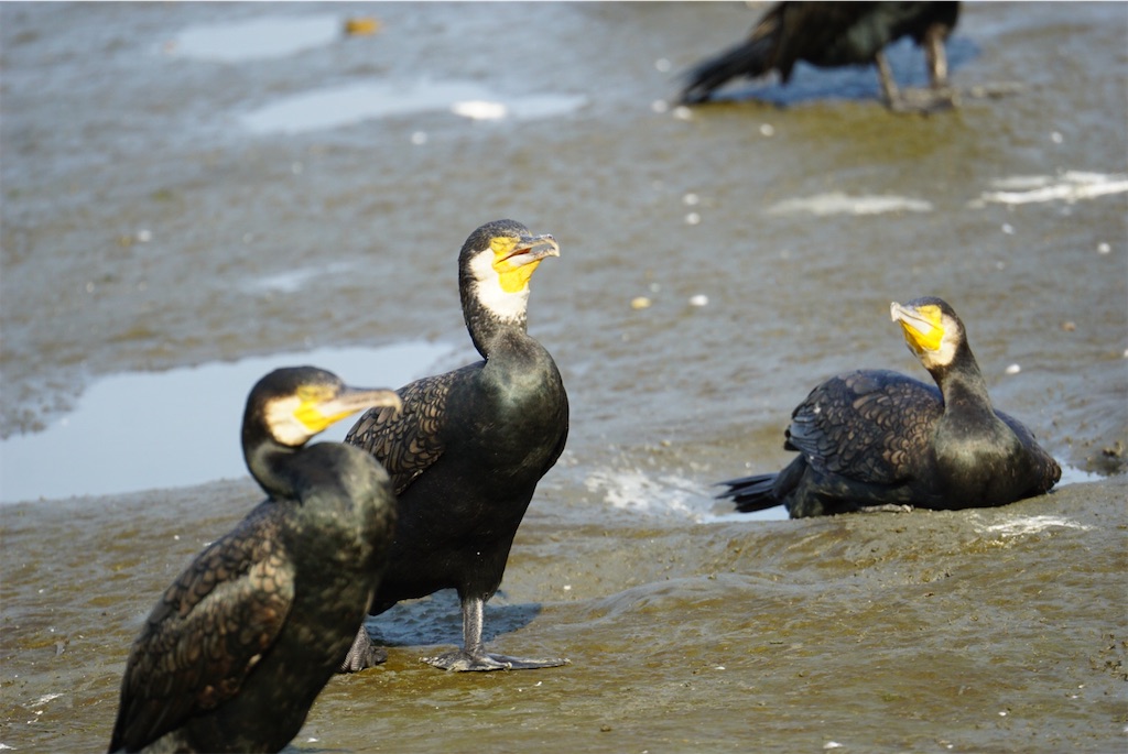 f:id:chidorimemo:20240910055132j:image