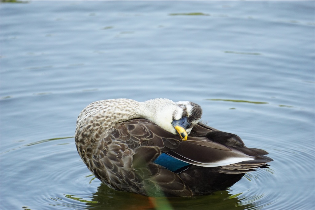 f:id:chidorimemo:20240910055136j:image