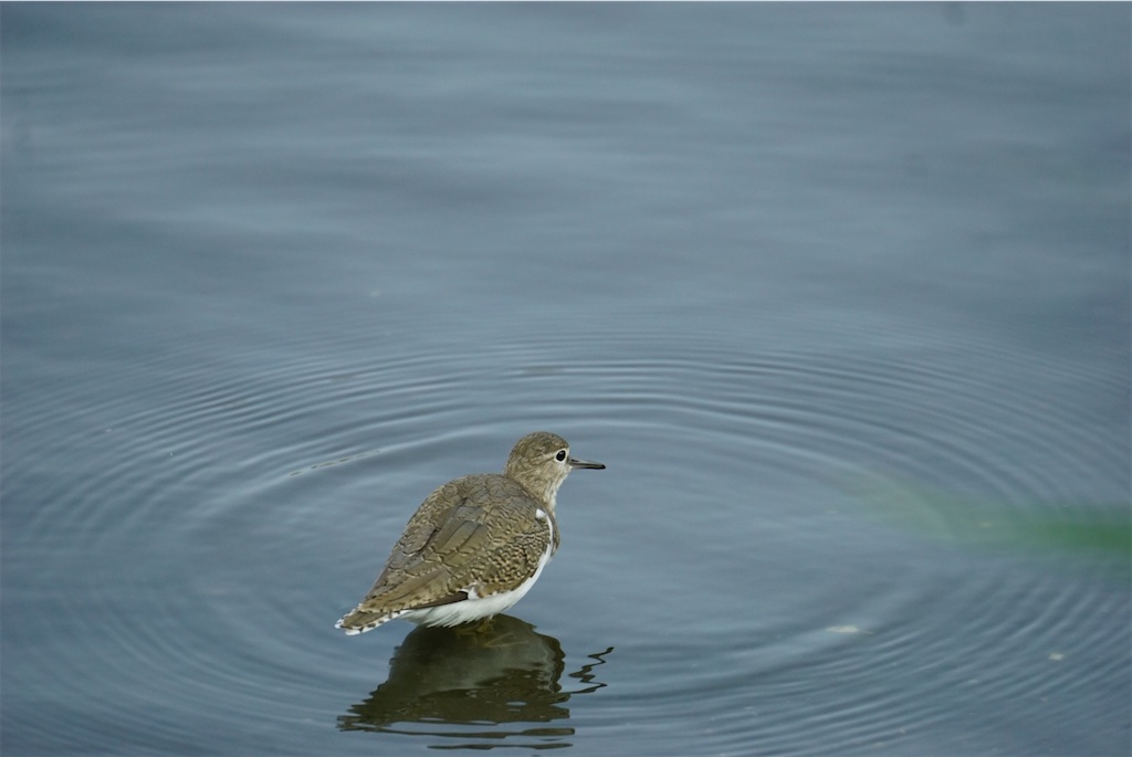 f:id:chidorimemo:20240910055139j:image