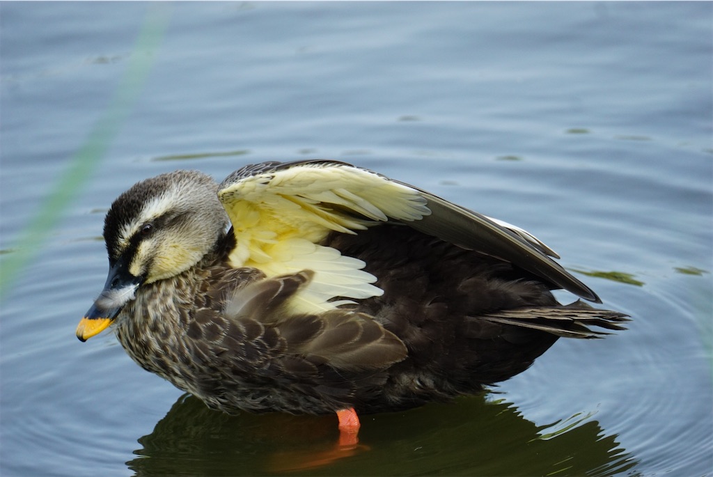 f:id:chidorimemo:20240910055146j:image