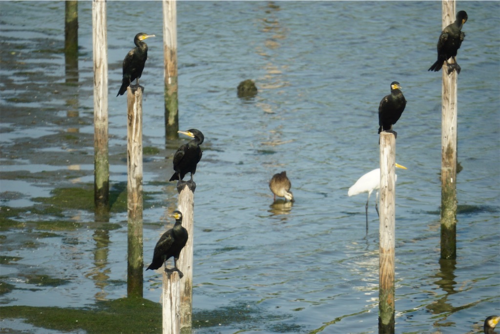 f:id:chidorimemo:20240910055149j:image