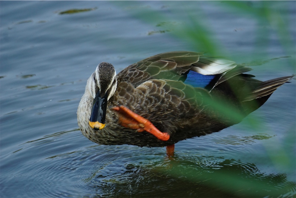 f:id:chidorimemo:20240910055152j:image