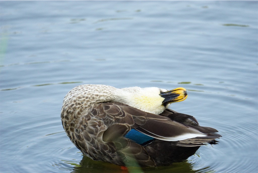 f:id:chidorimemo:20240910055510j:image