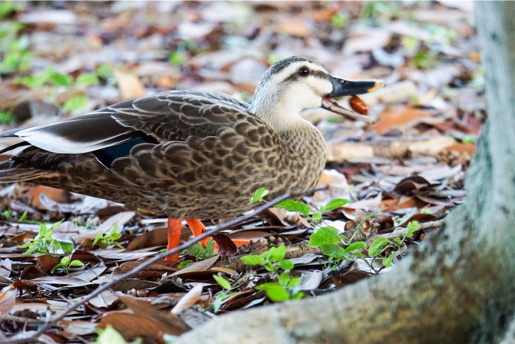 f:id:chidorimemo:20241103015833j:image