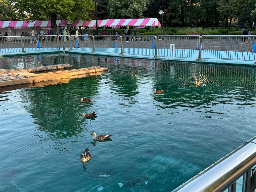 f:id:chidorimemo:20241106024730j:image