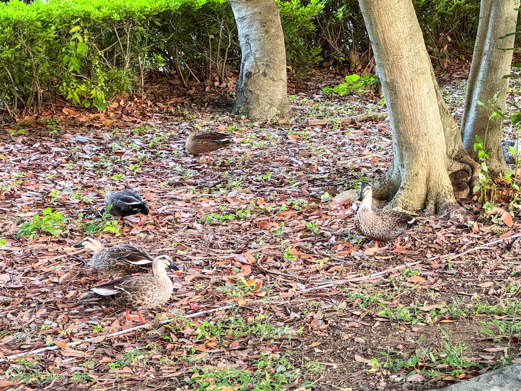 f:id:chidorimemo:20241106024733j:image