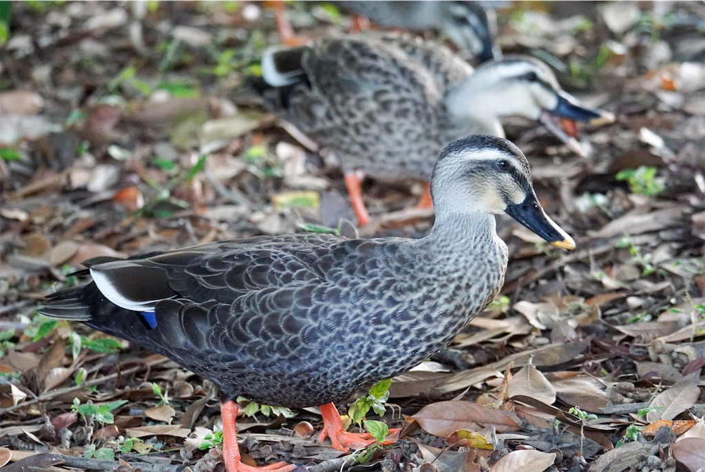 f:id:chidorimemo:20241106024743j:image