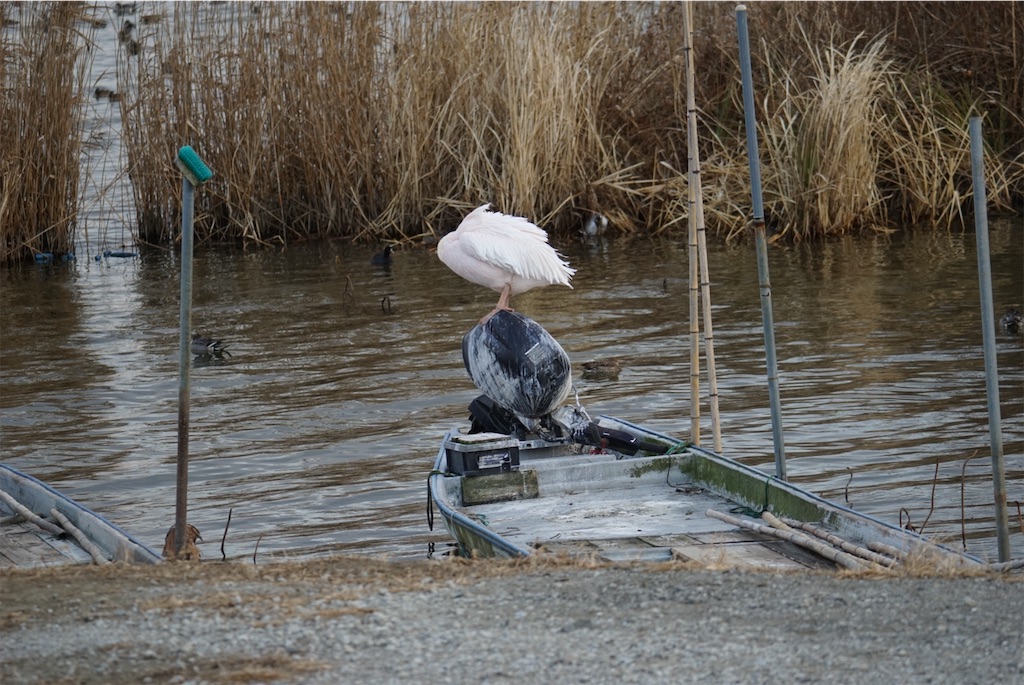 f:id:chidorimemo:20250206045330j:image