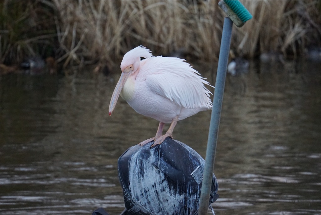 f:id:chidorimemo:20250206045333j:image