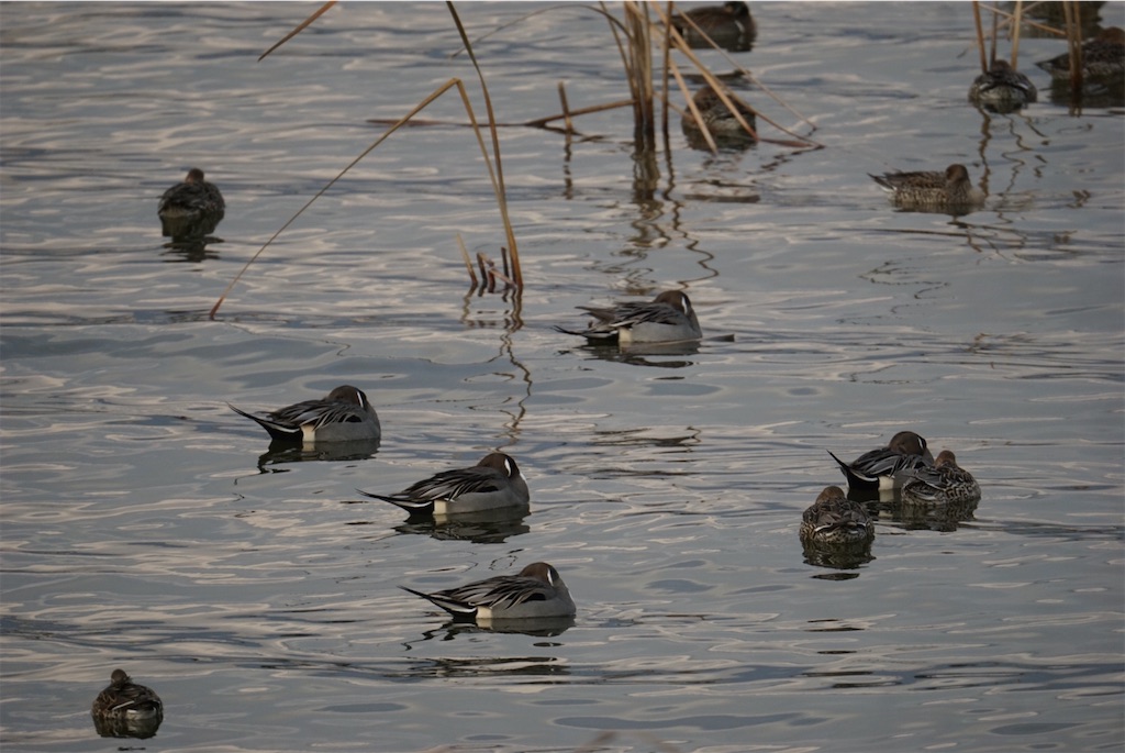 f:id:chidorimemo:20250206045345j:image