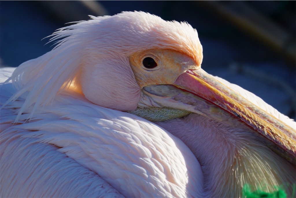 f:id:chidorimemo:20250206045348j:image