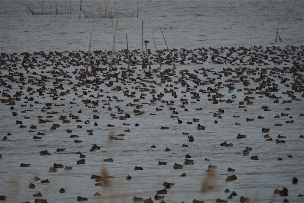 f:id:chidorimemo:20250206045354j:image