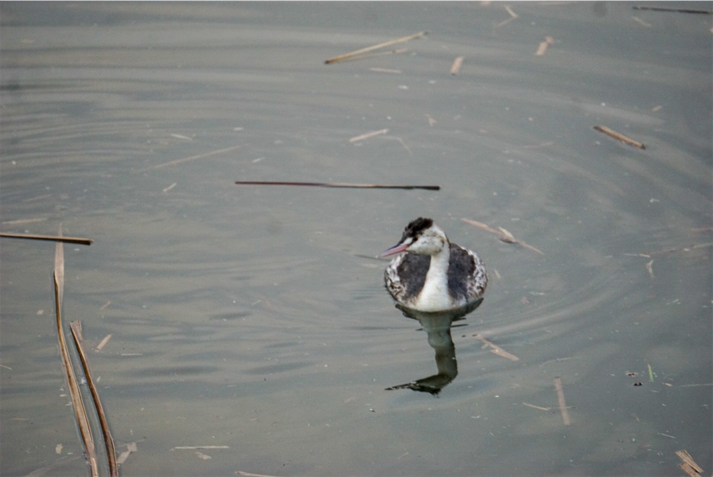 f:id:chidorimemo:20250206045357j:image