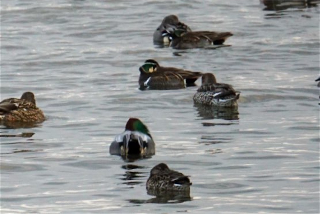 f:id:chidorimemo:20250206045400j:image