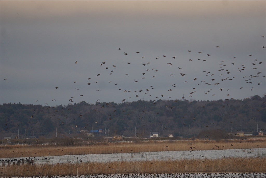 f:id:chidorimemo:20250206045403j:image