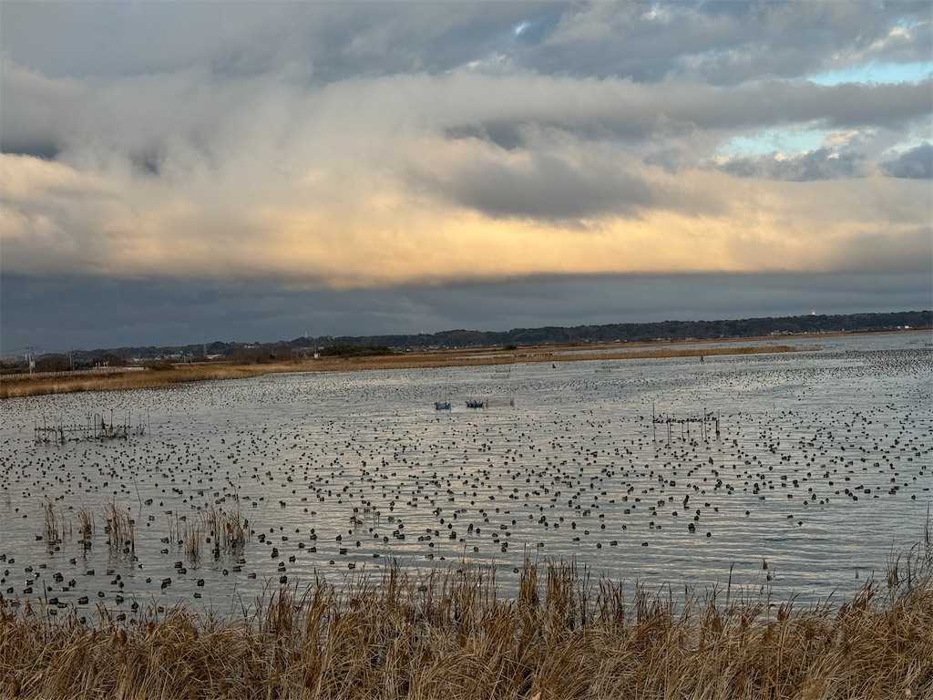 f:id:chidorimemo:20250206045526j:image