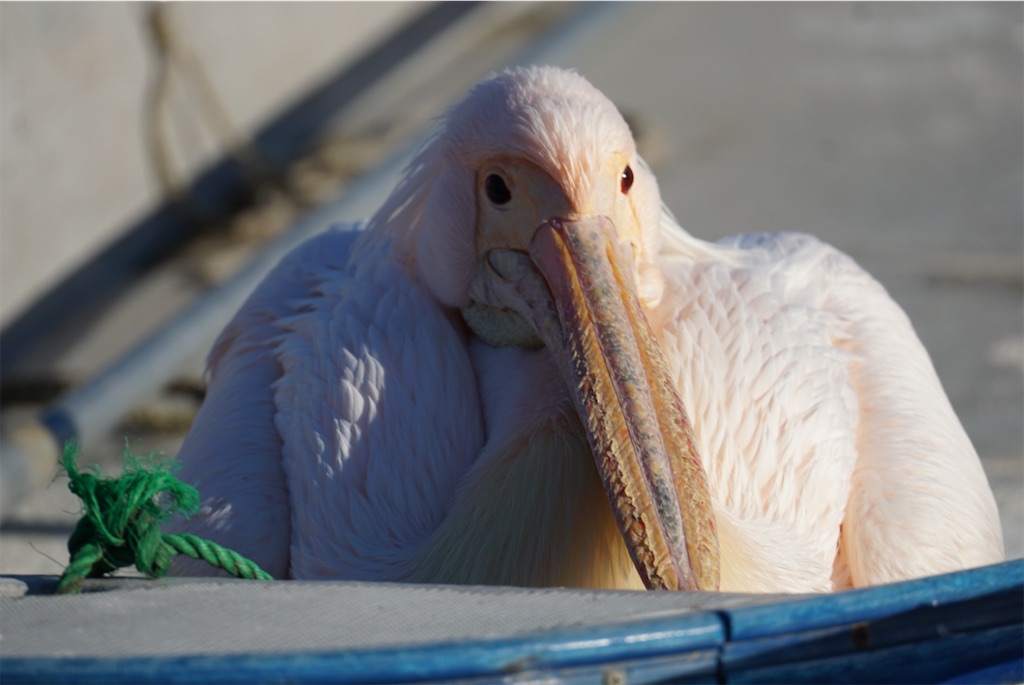 f:id:chidorimemo:20250206045801j:image