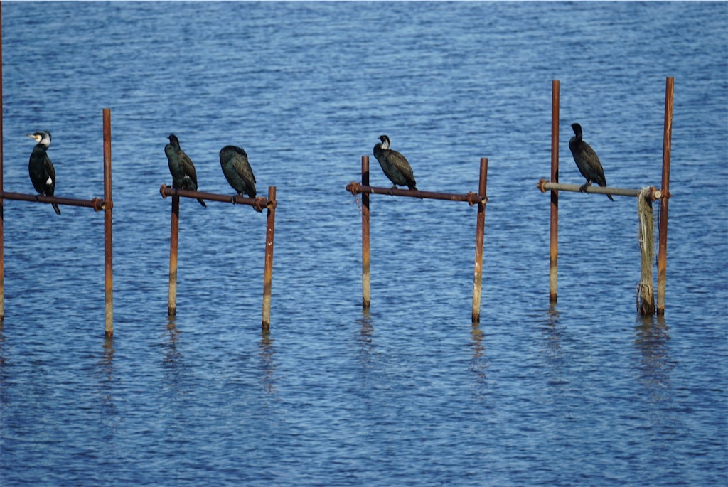 f:id:chidorimemo:20250206045805j:image