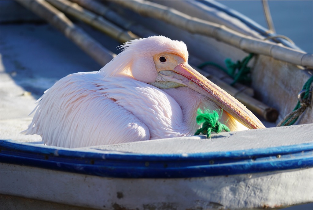 f:id:chidorimemo:20250206045808j:image