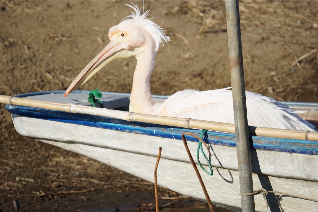 f:id:chidorimemo:20250206045817j:image