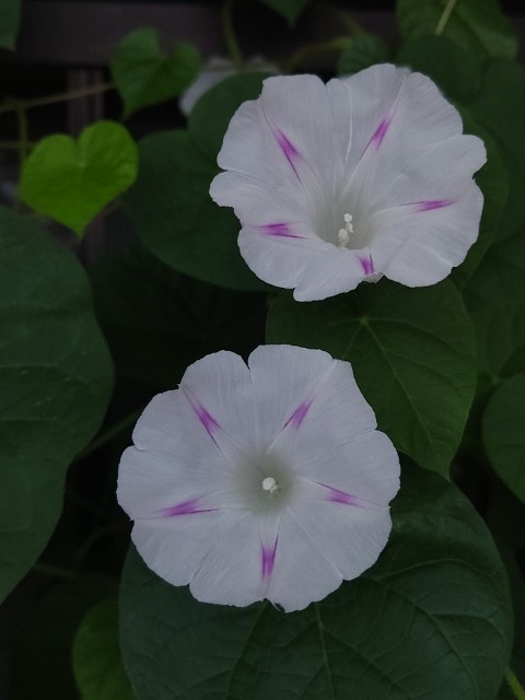 f:id:chie5060:20200710202249j:image