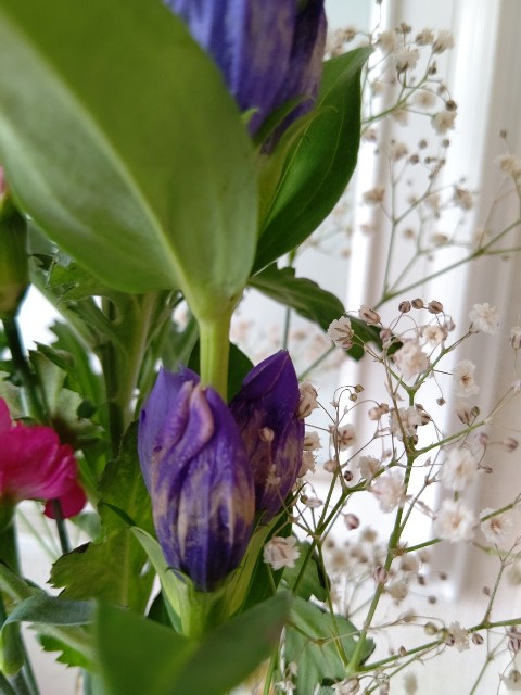 f:id:chie5060:20200712194505j:image
