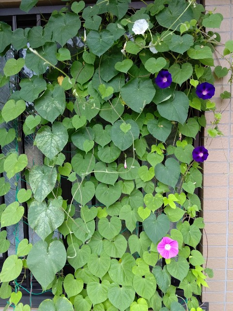 f:id:chie5060:20200716203307j:image