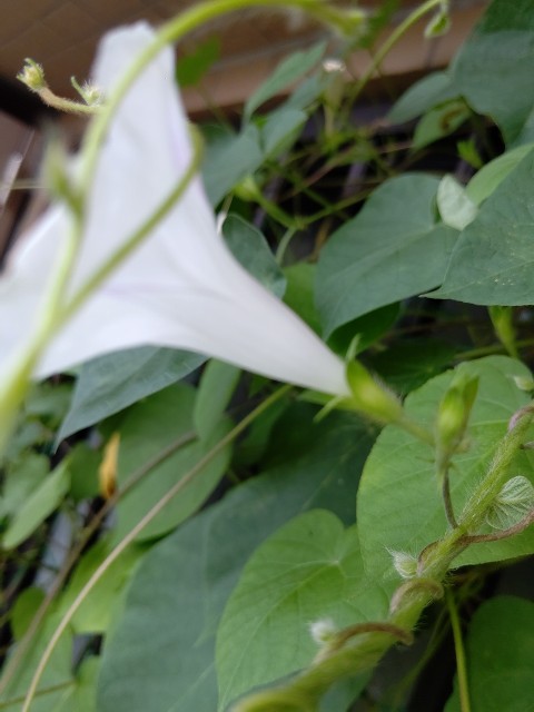 f:id:chie5060:20200716203459j:image