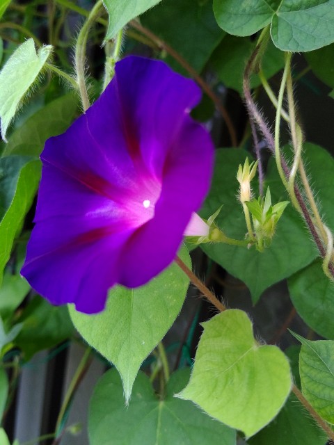 f:id:chie5060:20200716203516j:image