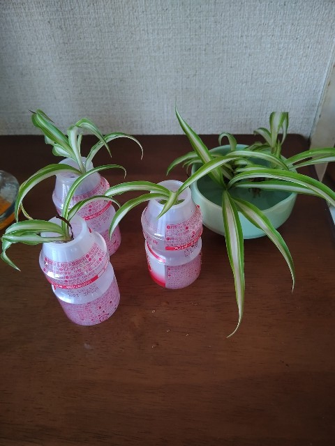 f:id:chie5060:20200731213622j:image