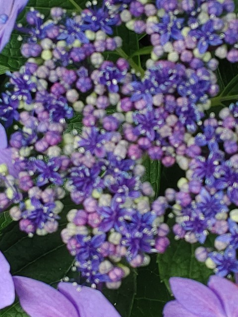 f:id:chie5060:20210603204723j:image