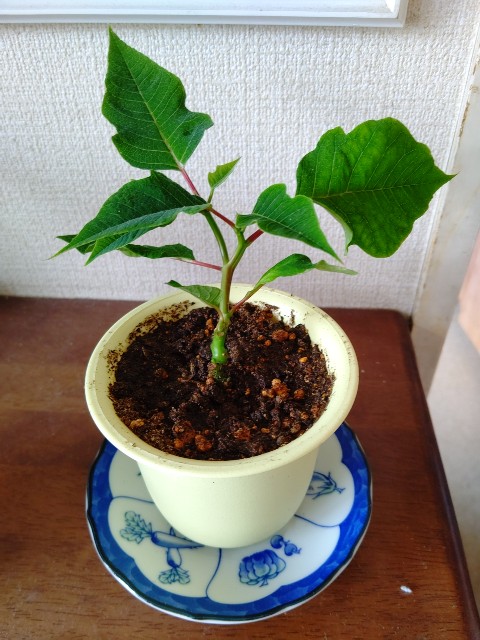 f:id:chie5060:20210626204159j:image