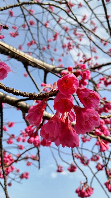 f:id:chie5060:20220317211819j:image f:id:chie5060:20220317211819j:image