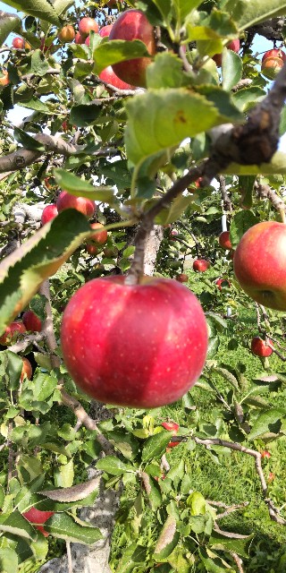 f:id:chie5060:20231013220946j:image