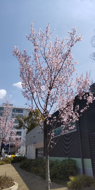f:id:chie5060:20240401204214j:image f:id:chie5060:20240401204214j:image