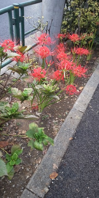 f:id:chie5060:20240930193331j:image f:id:chie5060:20240930193331j:image