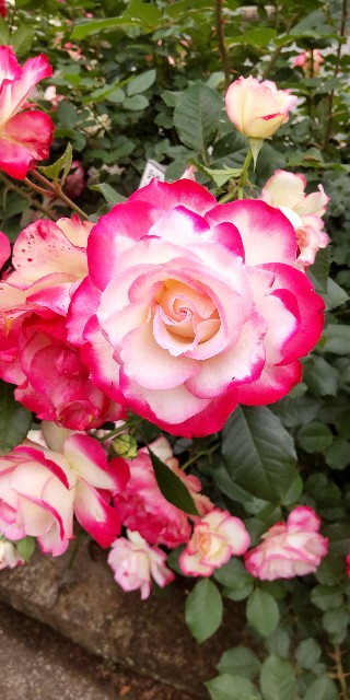 f:id:chie5060:20250530204331j:image f:id:chie5060:20250530204331j:image
